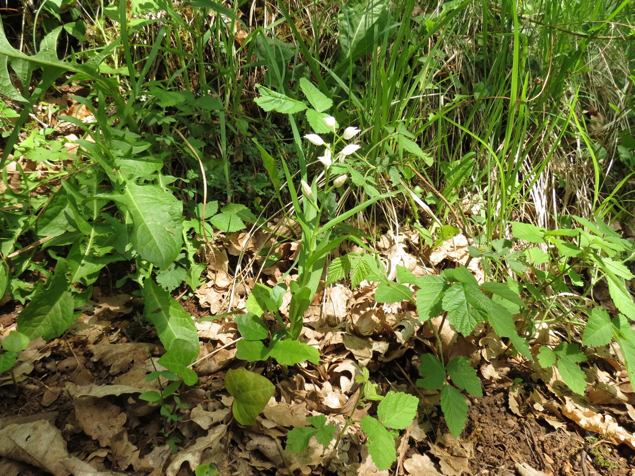Céphalanthère à feuilles étroites 1448